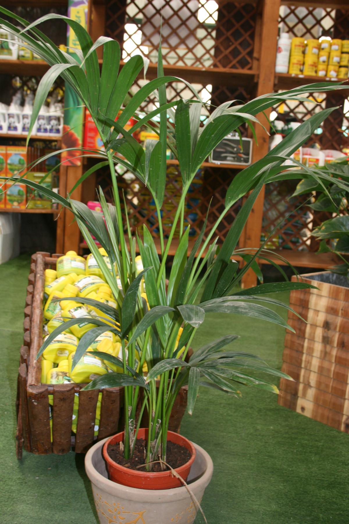 Plantas de interior y exterior | Garden Center Fuerteventura